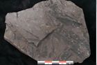 Foto (Detailansicht) von Noeggerathia palmaeformis Goeppert (NHMW-GEO-2024-0188-10754)